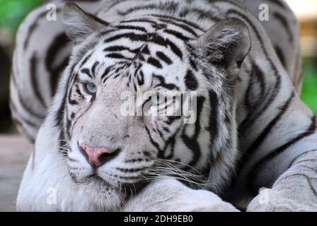 white tiger or bleached tiger, Panthera tigris tigris mutatio alba, fehér tigris Stock Photo