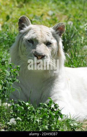 white tiger or bleached tiger, Panthera tigris tigris mutatio alba, fehér tigris Stock Photo