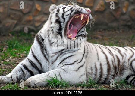 white tiger or bleached tiger, Panthera tigris tigris mutatio alba, fehér tigris Stock Photo