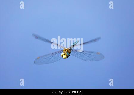 Dragonfly, Aeshna cyanea, insect in natural Stock Photo