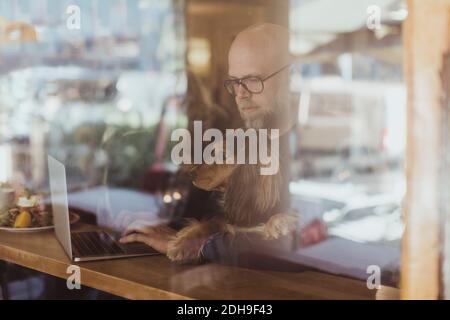 Bald man using laptop while sitting with dog at cafe seen through window Stock Photo