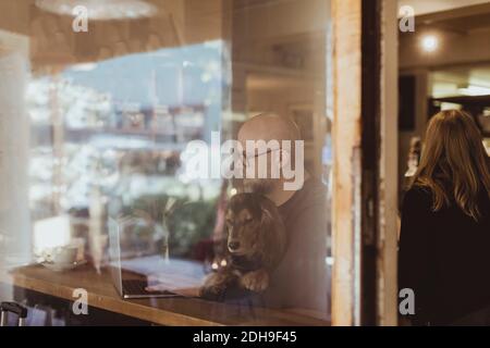 Bald man sitting with dog while using laptop seen through cafe window Stock Photo