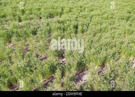 Cumin Crop Field, fresh plant of Cumin seeds farm, growing in agricultural Stock Photo