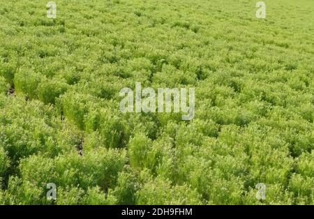 Cumin Crop Field, fresh plant of Cumin seeds farm, growing in agricultural Stock Photo