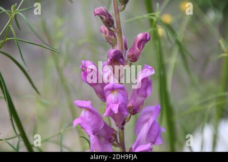 Detail pink flowers of Antirrhinum majus on dry stone wall. Stock Photo