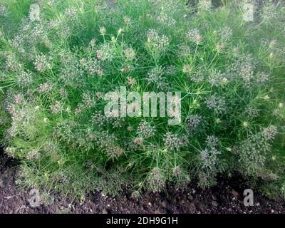 Cumin Crop Field, fresh plant of Cumin seeds farm, growing in agricultural Stock Photo