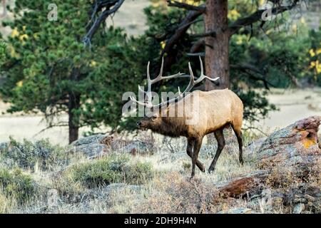 A selective focus shot of an Elk in Prince Albert National Park, Saskatchewan, Canada Stock Photo