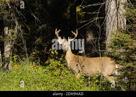 A selective focus shot of an Elk in Prince Albert National Park, Saskatchewan, Canada Stock Photo