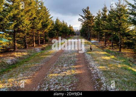 The Confederation Trail also known as the Trans Canada trail running the length of Prince Edward Island, Canada. Stock Photo