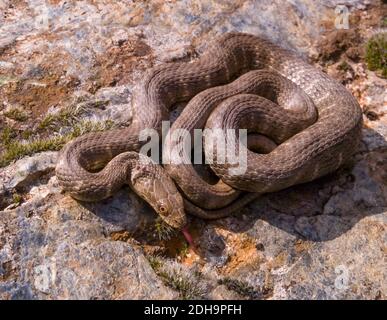 tessellated water snake, natrix tessellata, dice snake Stock Photo