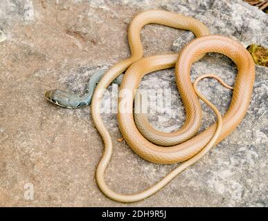 slender whip snake, platyceps najadum, former coluber najadum Stock Photo