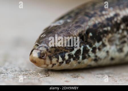 A closeup of a Chalcides ocellatus on the ground in Malta with a blurry background Stock Photo