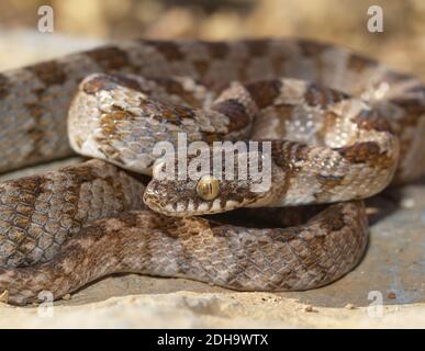 Mediterranean cat snake, Telescopus fallax, soosan snake Stock Photo