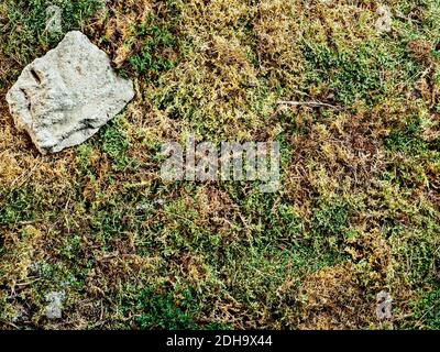 Moss background with copy space Stock Photo