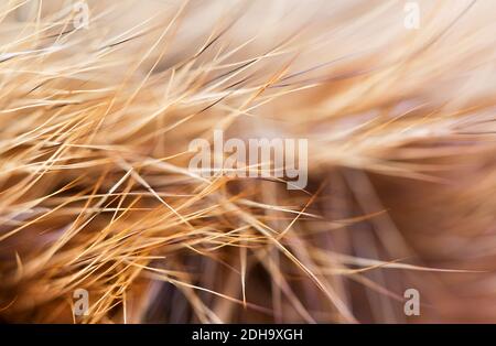 Red fox animal fur hair close-up background with copy space Stock Photo