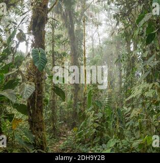 Montane rainforest (or cloudforest) on the western slopes of the Andes in the Los Cedros Biological Reserve, Ecuador, November 2017. Stock Photo