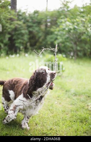 English Springer Spaniel running with stick on grass in back yard Stock Photo