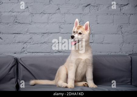 An active cheerful puppy of the age of two and a half months, a female of the light red husky breed is having fun in the living