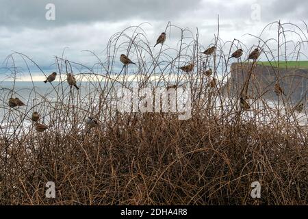 A flock of House Sparrows passer domesticus  perched on bushes on a cliff top at Saltburn by the sea North Yorkshire Stock Photo