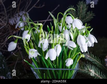 Christmas home decoration - composition of snowdrops on a natural moss background, home decoration idea Stock Photo