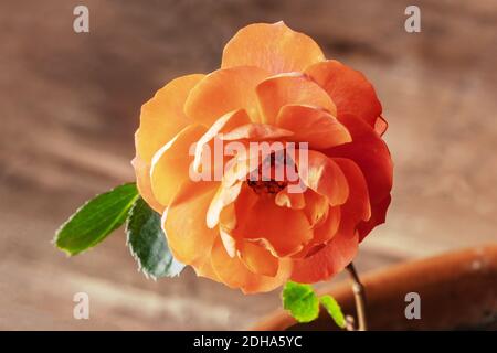 A closeup photo of a blooming pink rose on a blurred background with a place for text Stock Photo