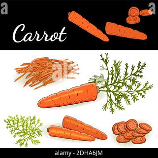 Carrots with leaves and carrot slices isolated on white background vector illustration. Food illustration for cafe, market, menu design. Stock Vector