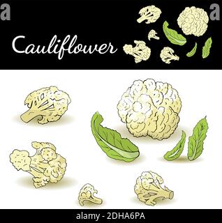 Cauliflower whole and slices isolated on white background vector illustration. Food illustration for cafe, market, menu design. Stock Vector