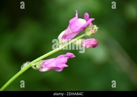 Detail pink flowers of dragon's mouth (Antirrhinum majus). Side view. Stock Photo