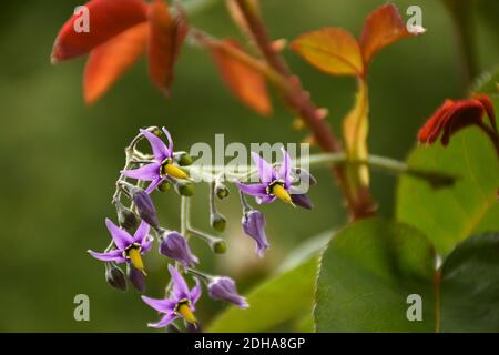 Purple and yellow flowers of Devil's Grapes (Solanum dulcamara), growing next to a rose bush in garden. Stock Photo