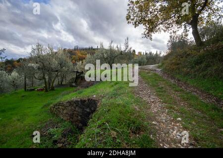 olive grove in Tuscan country along a dirt road during the harvest season Stock Photo