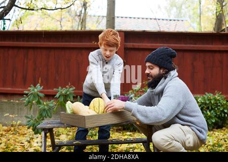 Man and boy arranging vegetable in basket at back yard Stock Photo