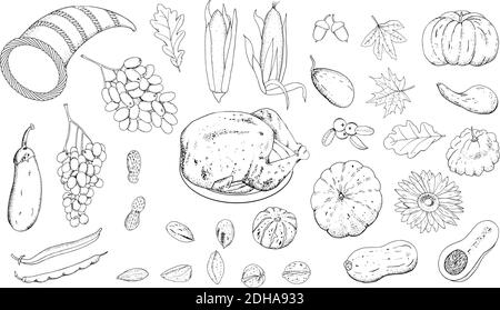 Vector set for Thanksgiving Day, hand-drawn outline of the shape isolate on a white background, grapes, eggplant, oak and maple leaves, pumpkins, sunf Stock Vector