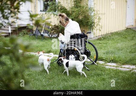 Young disabled woman in wheelchair with dogs in yard Stock Photo