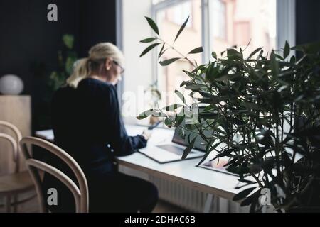 Plant by female engineer working at desk in home office Stock Photo