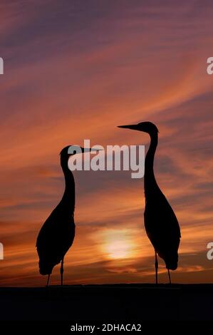 Great Blue Heron in Front of Setting Sun Tampa Bay Florida Stock Photo