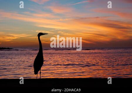 Great Blue Heron in Front of Setting Sun Tampa Bay Florida Stock Photo