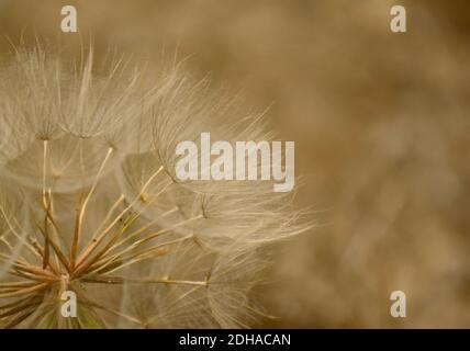 Close-up view of Tragopogon seeds about to fly off the roadside. Stock Photo