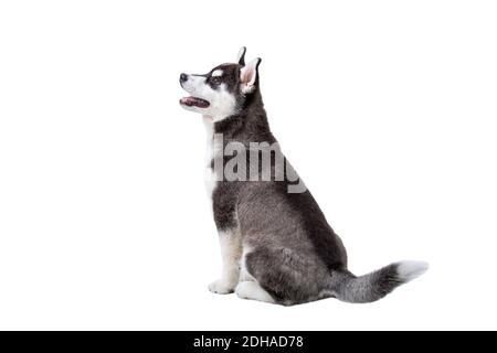 Cute little husky puppy isolated on white background. Studio shot of a funny black and white husky puppy, age 3 months on a whit
