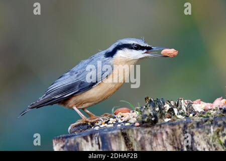 Eurasian nuthatch collecting food in the woods Stock Photo