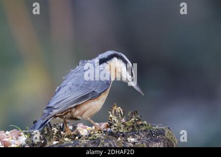 Eurasian nuthatch collecting food in the woods Stock Photo