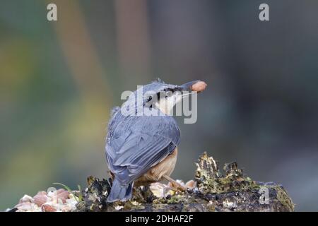 Eurasian nuthatch collecting food in the woods Stock Photo