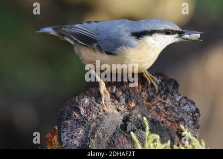 Eurasian nuthatch collecting food in the woods Stock Photo