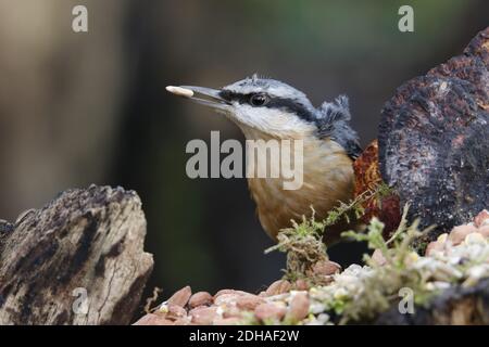 Eurasian nuthatch collecting food in the woods Stock Photo