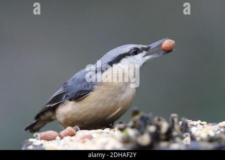 Eurasian nuthatch collecting food in the woods Stock Photo