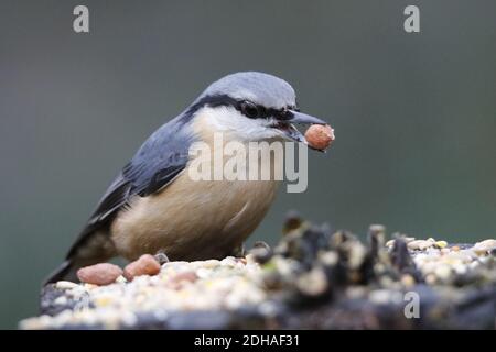 Eurasian nuthatch collecting food in the woods Stock Photo