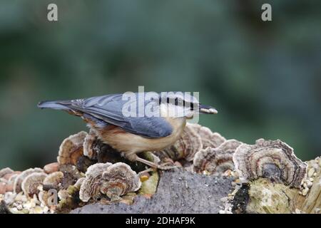 Eurasian nuthatch collecting food in the woods Stock Photo