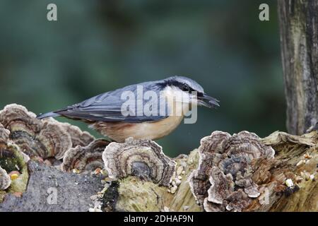 Eurasian nuthatch collecting food in the woods Stock Photo