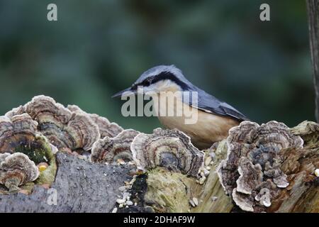 Eurasian nuthatch collecting food in the woods Stock Photo