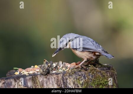 Eurasian nuthatch collecting food in the woods Stock Photo