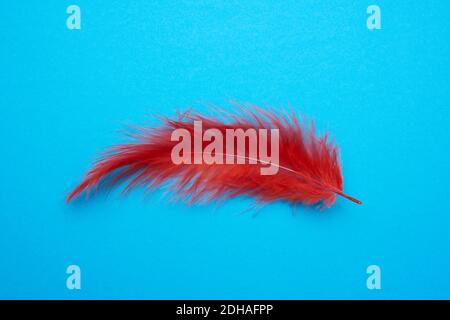 Red feather on a light blue background Stock Photo